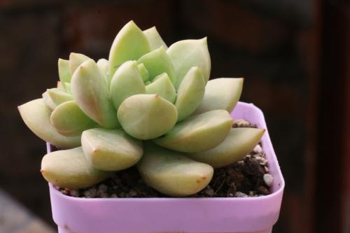 Ïã¸ÛÐÂÔö70ÀýйڷÎÑ×È·ÕﲡÀý ÀۼƱ¨¸æ8610Àý