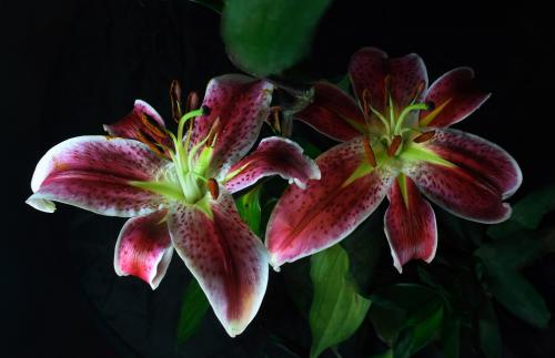 ר·ÃÖ¤¼à»áÊ×ϯÂÉʦ£ºÖ¤È¯¼¯ÌåËßËϽøÕ¹ÈçºÎ?