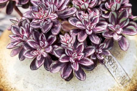 ³¤ÕâÑù!ÖйúÑо¿ÍŶÓÔÚÄϺ£Ê״η¢ÏÖÉñÃØà¹¾¨