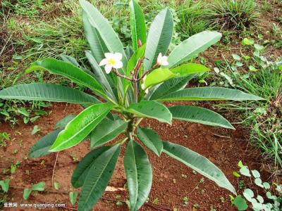 ECMOÖÆÔì¡¢5GÓ¦Óá¡ÎÒ¹ú¹ÄÀøÍâÉÌͶ×ÊÕâЩ²úÒµ